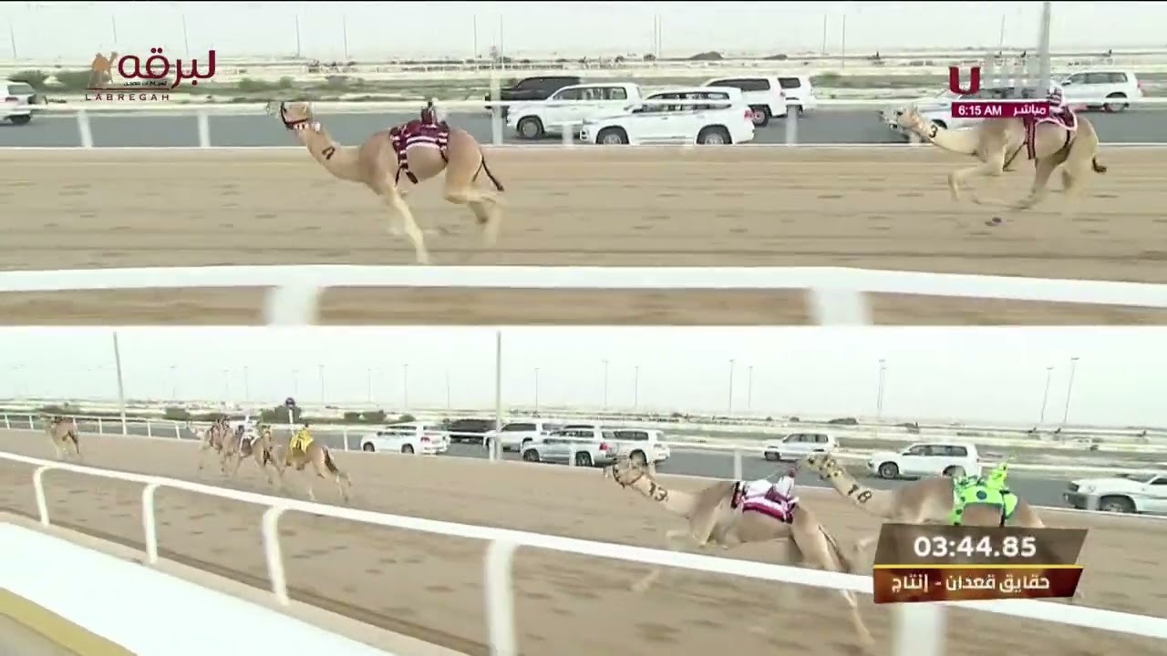 ش2 مشغل لـ مسعود محمد مسعود بن قطامي المري (المحلي السابع 9-2-2023ص) حقايق قعدان إنتاج 5:56:04