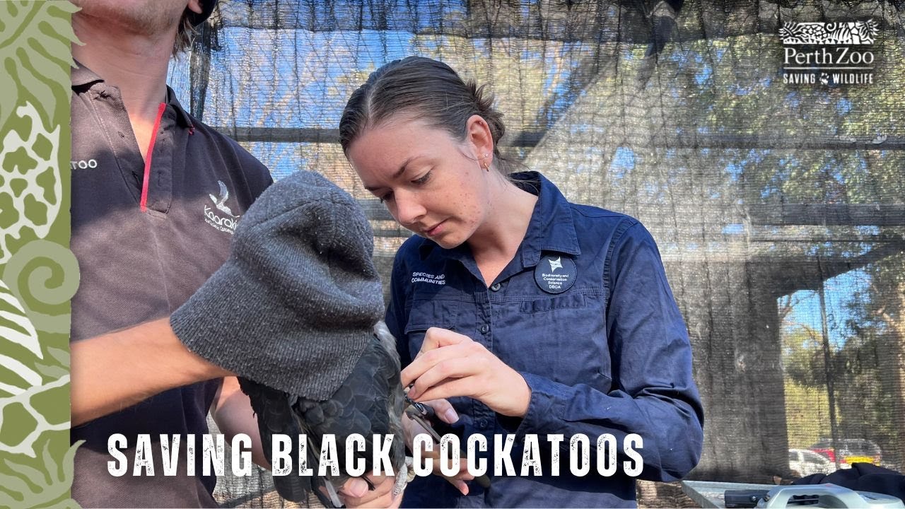 Saving wild cockatoos: meet Conservation Zoologist Brooke!