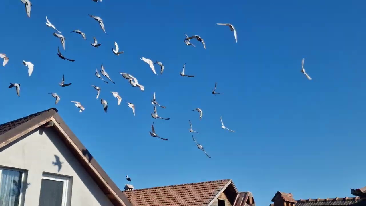 Zbor de seara la porumbei Voiajori  2024 ,‼️😊🐦🕊