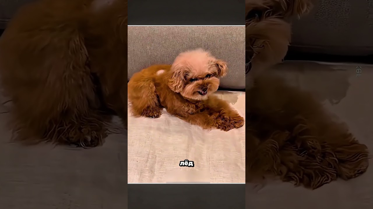 Кубик льда раскрыл характер собак! 😂🧊🐶#пудель #животные