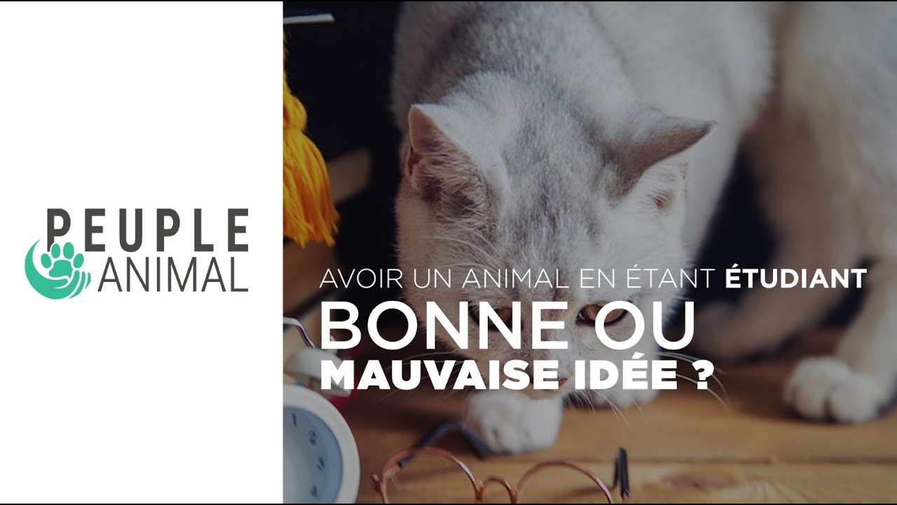 Avoir un animal en étant étudiant : bonne ou mauvaise idée ?