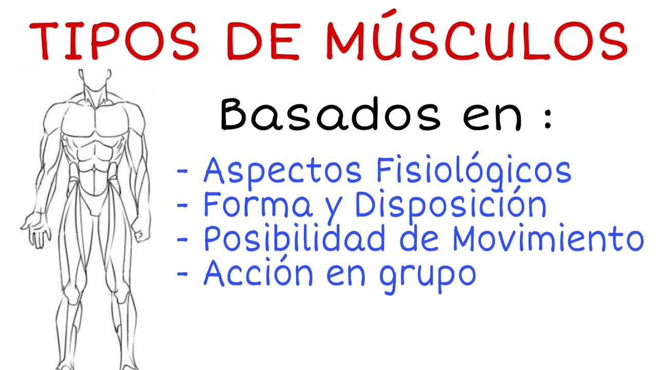Tipos de Músculos