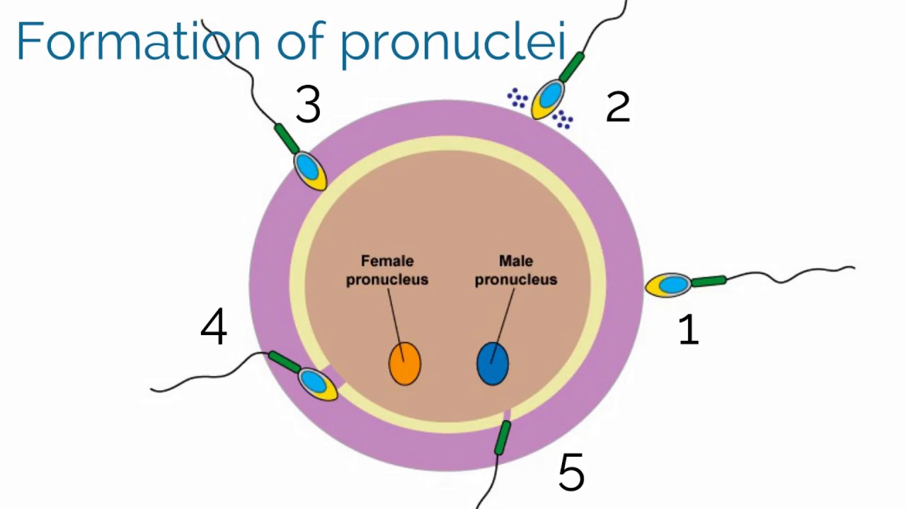 APGO Basic Sciences - Topic 19: Gestational Trophoblastic Disease