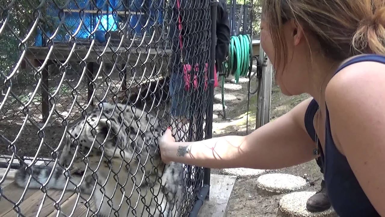 Ashakiran - Female Snow Leopard - Part 2