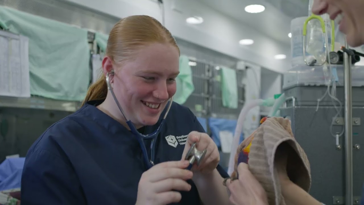 Southern Cross University partners with Wildlife Recovery Australia to train wildlife-ready vets