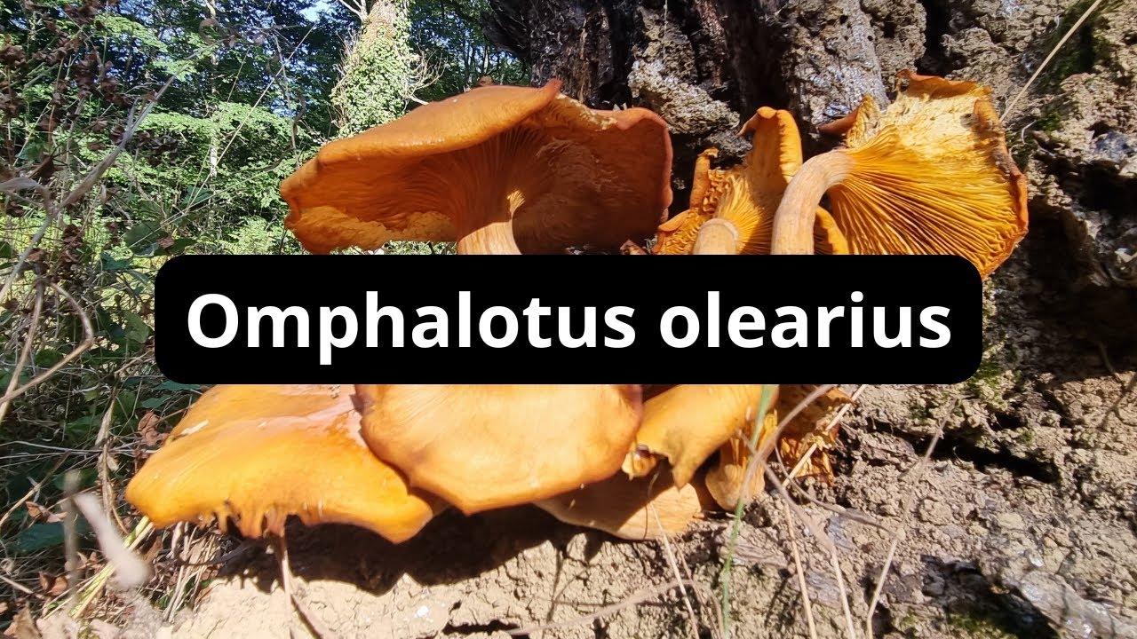 Omphalotus olearius