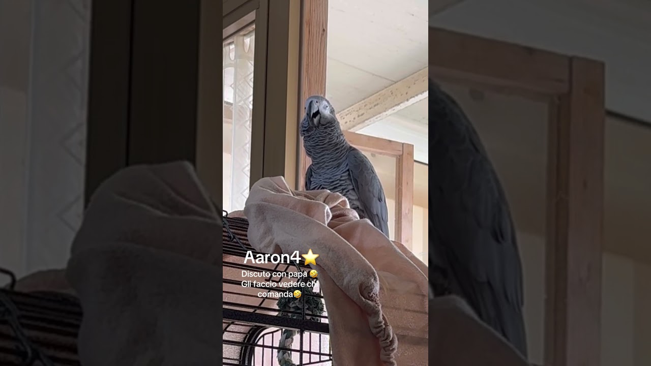 Cenerino Aaron4, discute con il suo papà! Insieme sono 2 comici 🤣l’ultima parola?Aaron4 ovviamente 