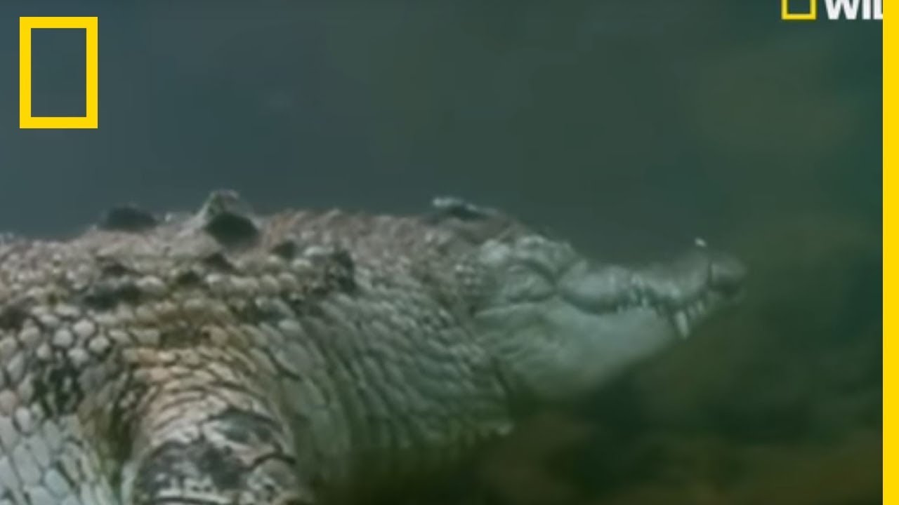 Le crocodile marin, plus grand reptile au monde