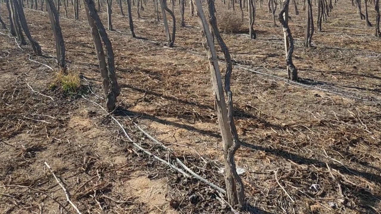 أنا أفضل زراعة العنب علي 2متر