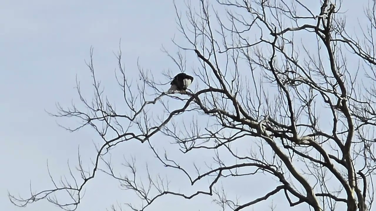 MALE EAGLE PULLS OUT SOME DOWN FEATHERS WORKING ON ITS BROOD PATCH.