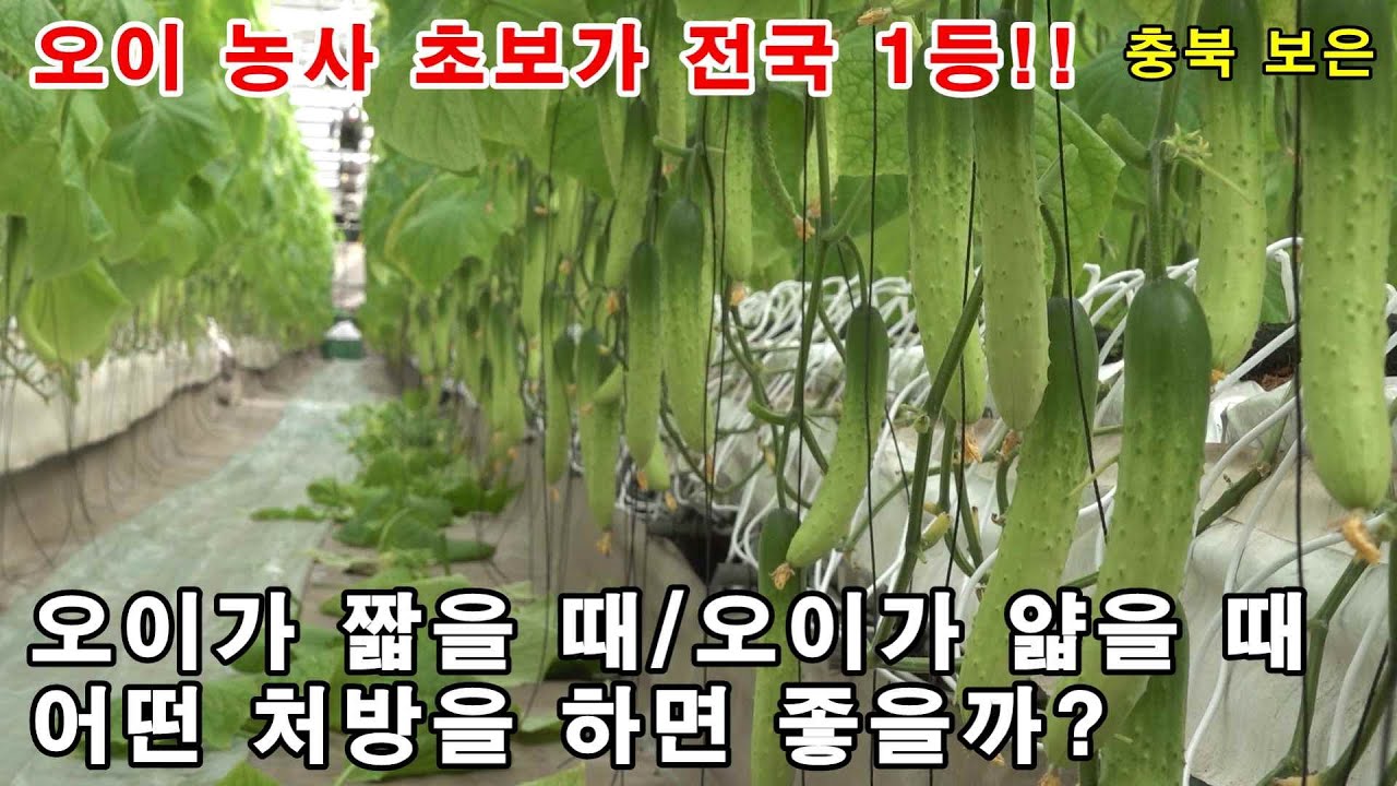 오이 농사 초보가 전국 1등가격을 받은 비결!! (오이가 짧거나 얇을 때 양분 공급 방안은?)
