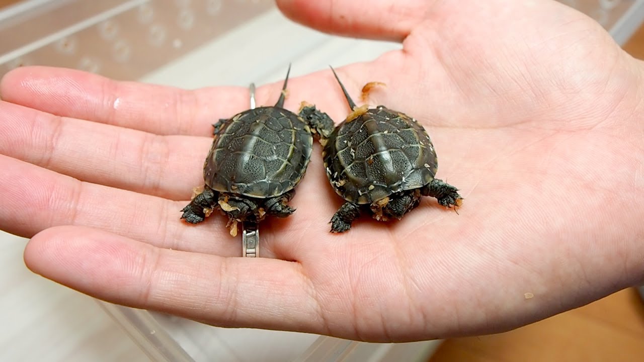 産まれたての亀の赤ちゃんを初めて水に泳がせてみた結果