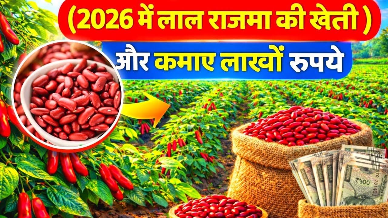 राजमा की खेती से जबरदस्त मुनाफा | सही किस्म, बुवाई, खाद और पूरी जानकारी | Lal Chitra Rajma ki kheti