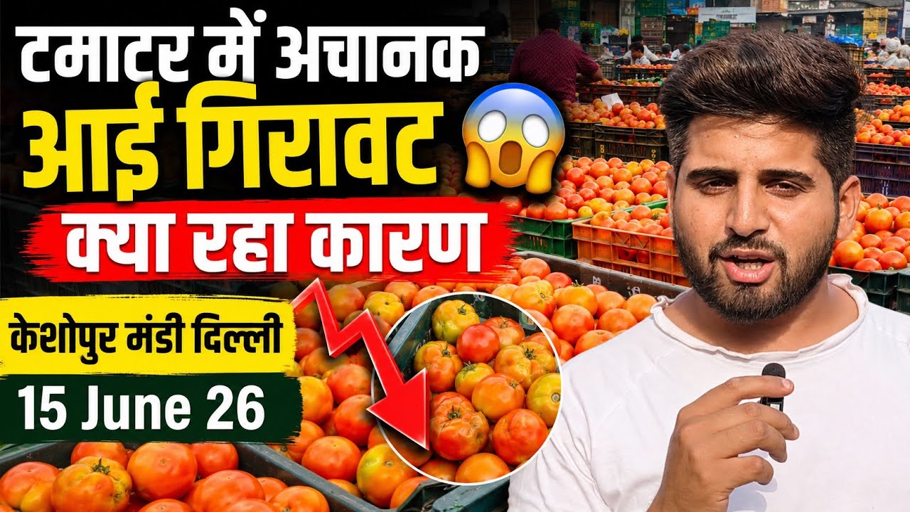 Tomato Wholesale Prices Delhi🍅 June 15, 2026 Delhi Keshopur Mandi | Today&rsquo;s Tomato Rates #tomato ...