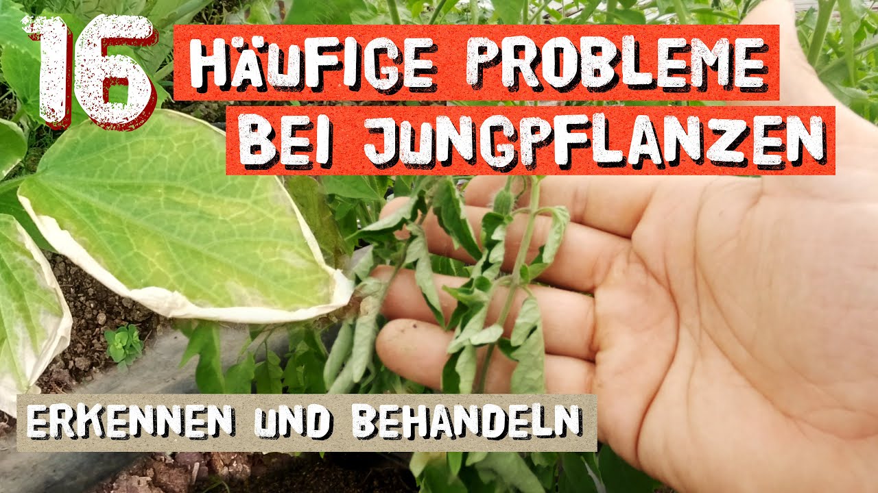 16 häufige Probleme bei Jungpflanzen! Brauner Blattrand, Gelbe Blätter, uvm - erkennen und beheben!