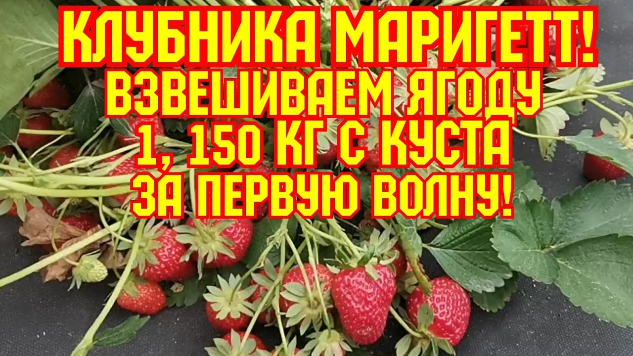 /Клубника  Маригетт, / больше 1кг, за первую волну!/
