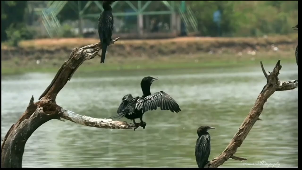 Beautiful Birds of Kolleru Lake                     #kolleru #kollerulake#birds #wildlife