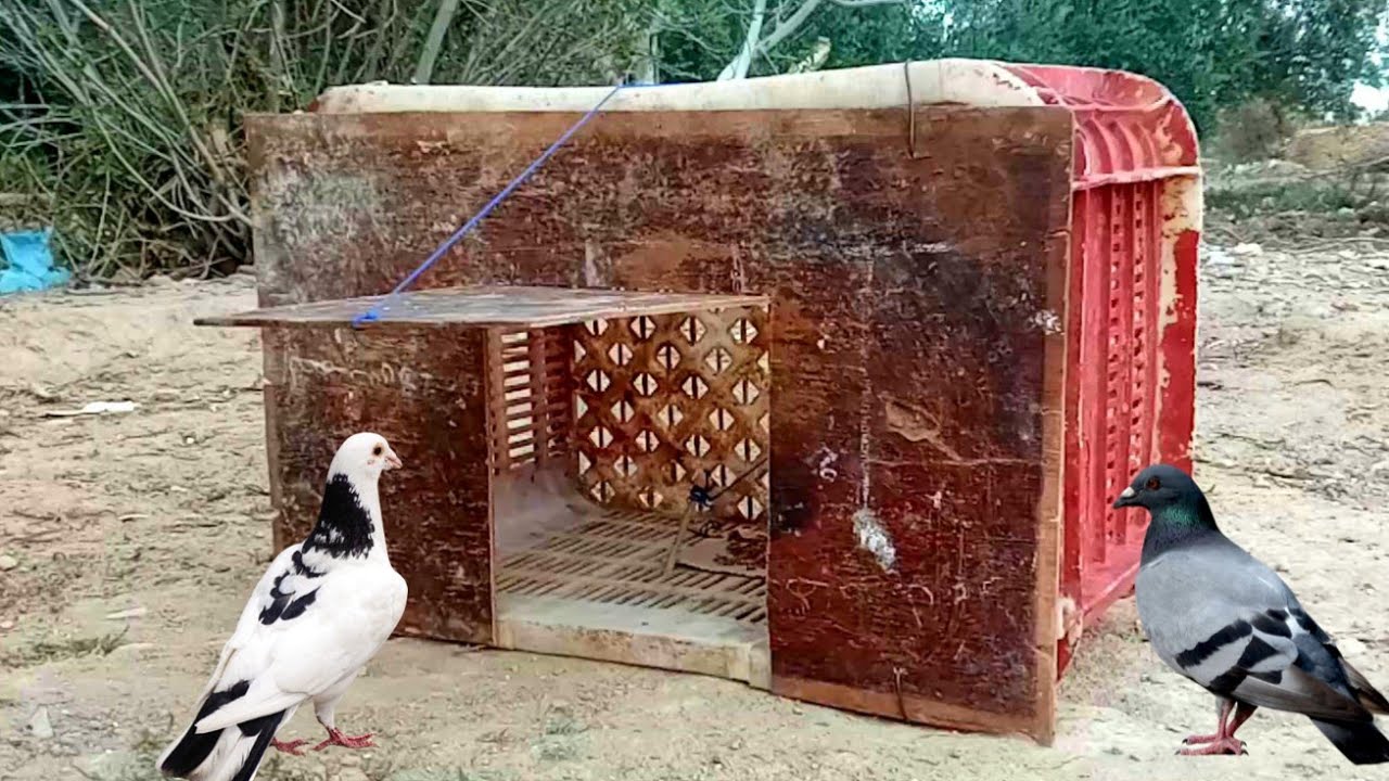 صيد الحمام بطريقة سهلة وفعااالة جداااا Pigeon hunting the easiest way
