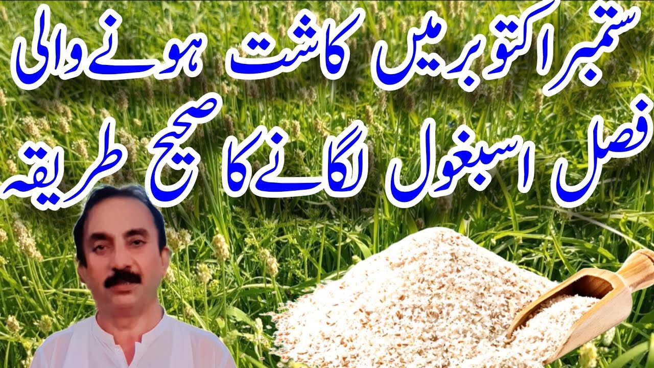 ستمبر اکتوبر میں کاشت ہونے والی فصل اسبغول لگانے کا صحیح طریقہ