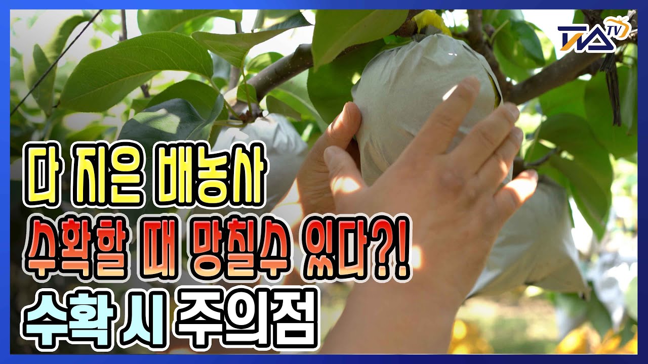 배나무, 배 수확 시 주의점 ㅣ 다지은농사 수확때가 중요합니다 ㅣ 배나무재배 ㅣ 배농사 ㅣ 배재배방법 ㅣ 피스TV l 피스티비 ㅣ 아람배