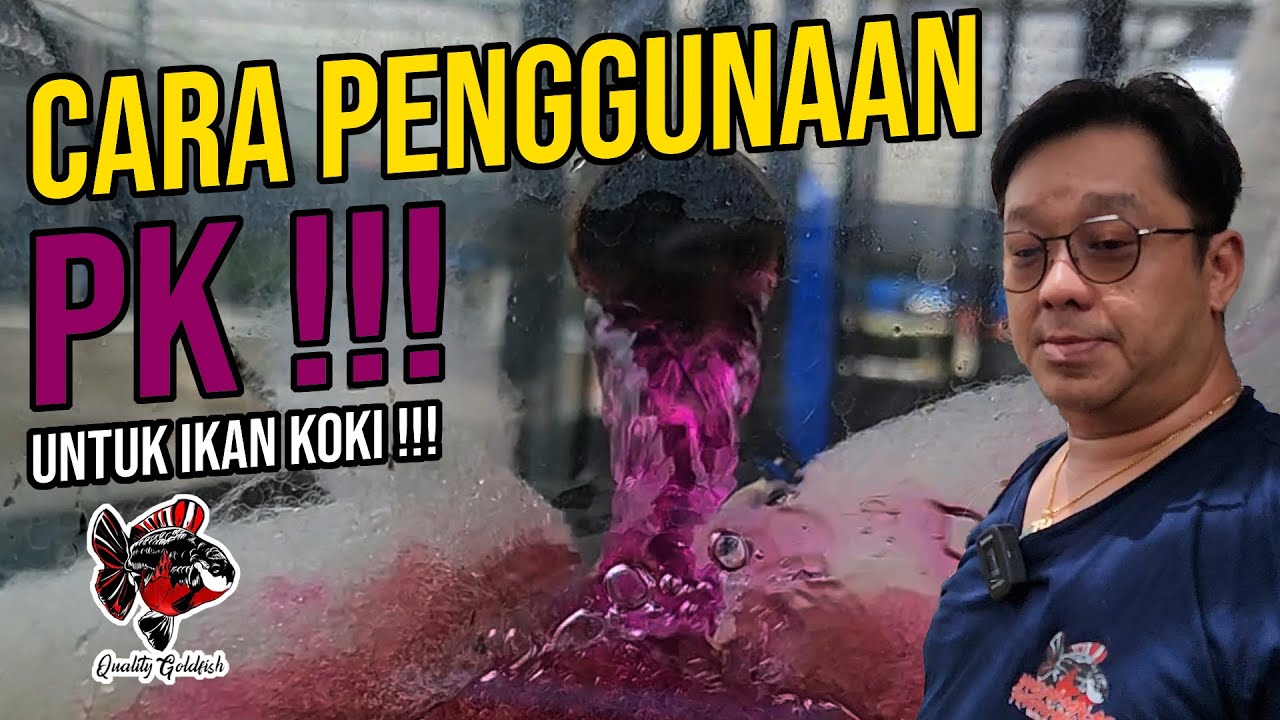 INI DIA CARA PENGGUNAAN PEKA YANG BAIK DAN BENAR !!! UNTUK IKAN KOKI !!!