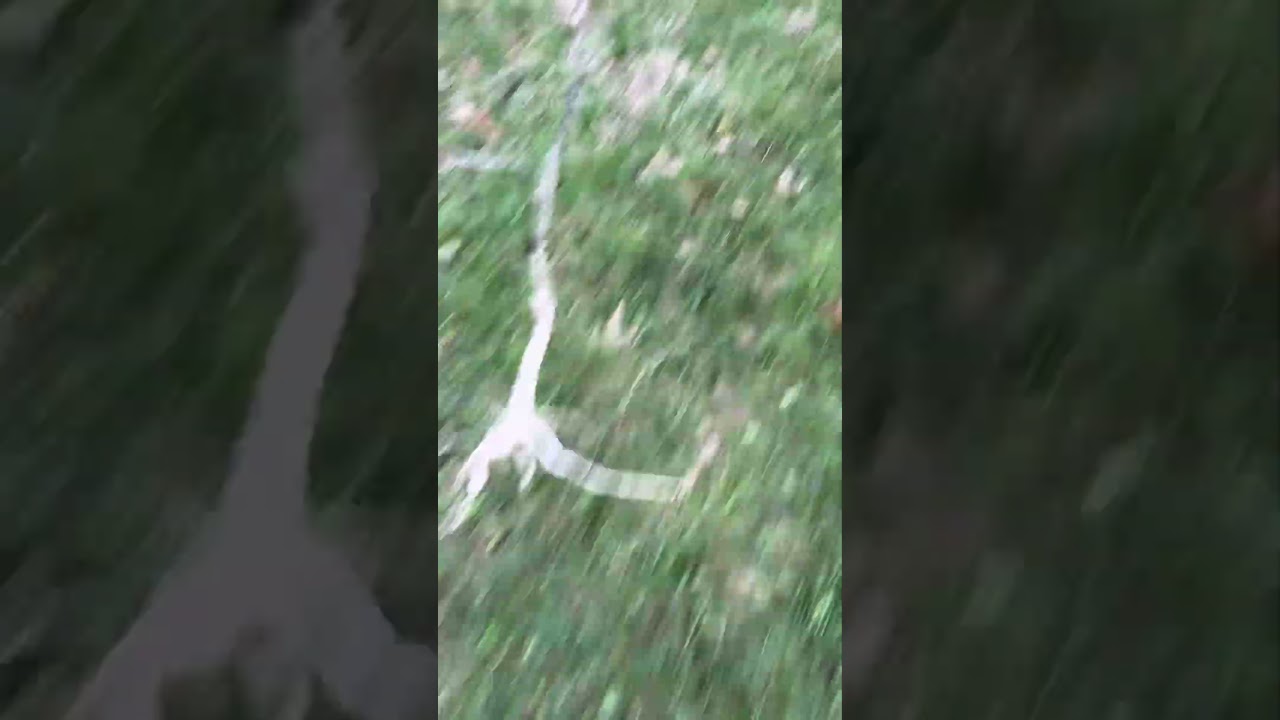 The chicken jucked me #trending #funny #chicken #backyardchickens #chikenfall