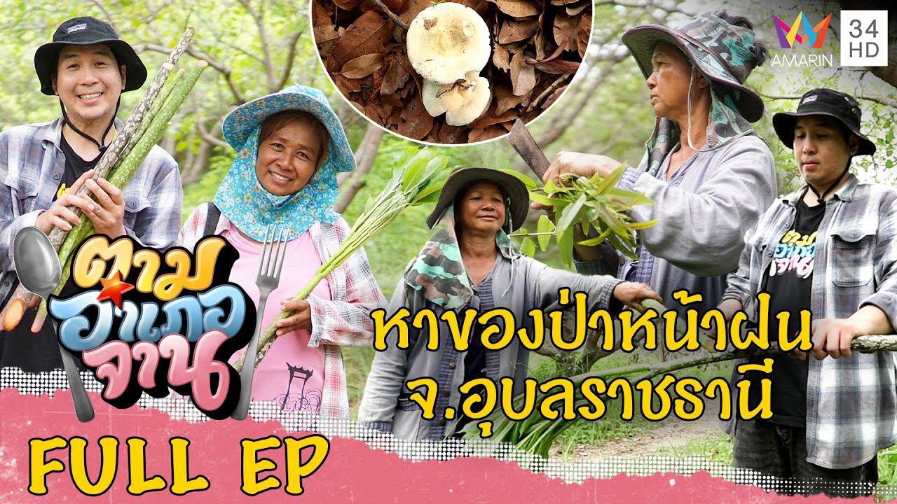 [ENG-SUB] หาของป่าหน้าฝน อ.โพธิ์ไทร จ.อุบลราชธานี | ตามอำเภอจาน | 7 ต.ค.66 Full EP