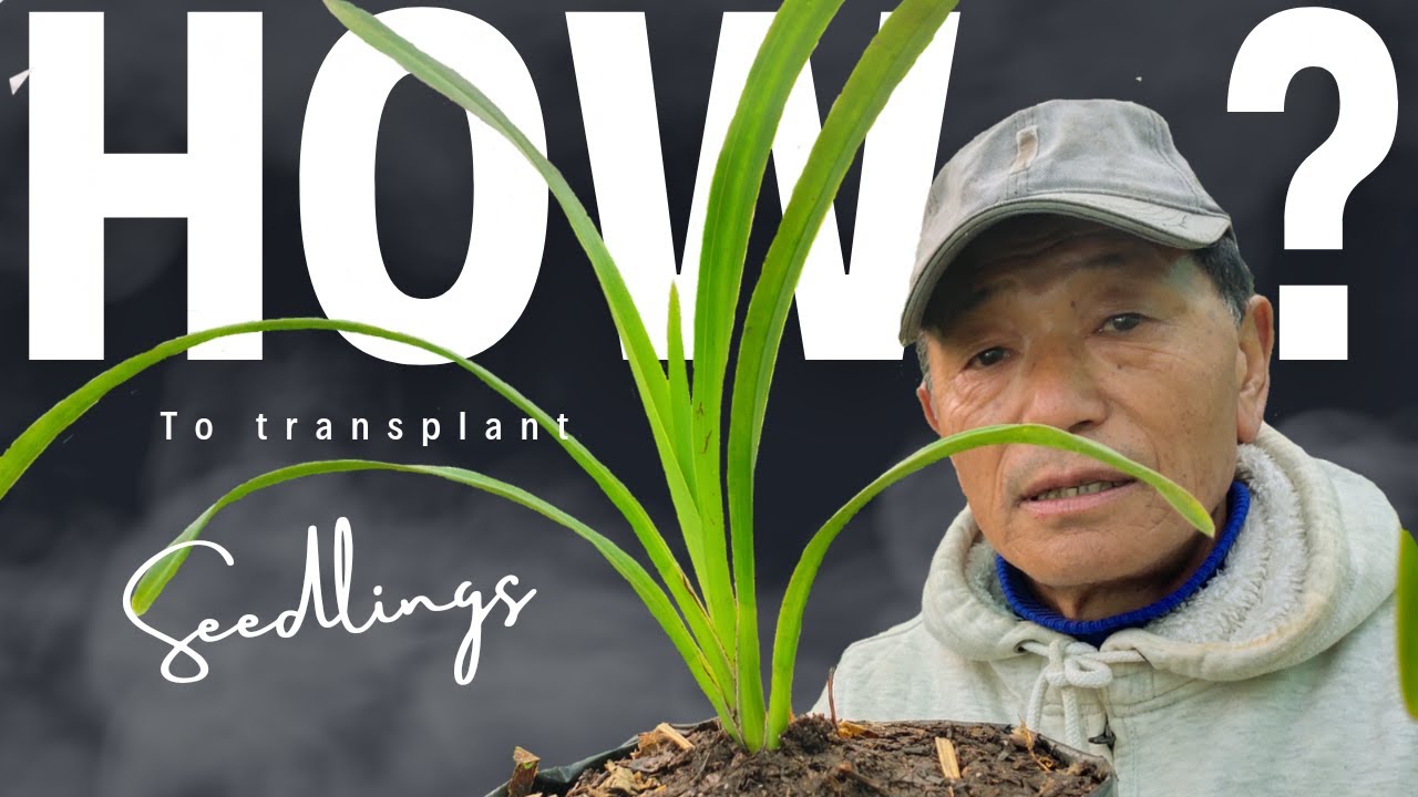 Cymbidium Orchids Seedlings for Beginners!