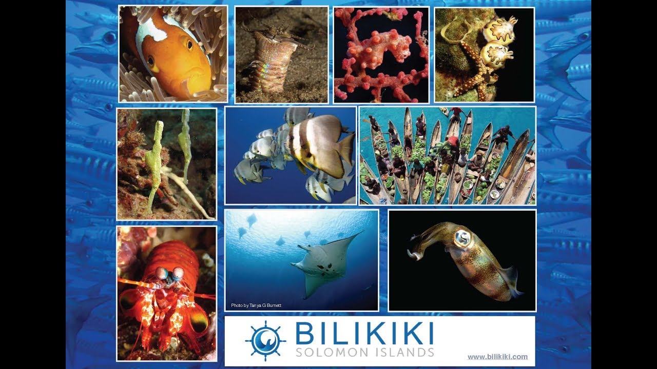 Scuba Diving in the Solomon Islands onboard the Bilikiki