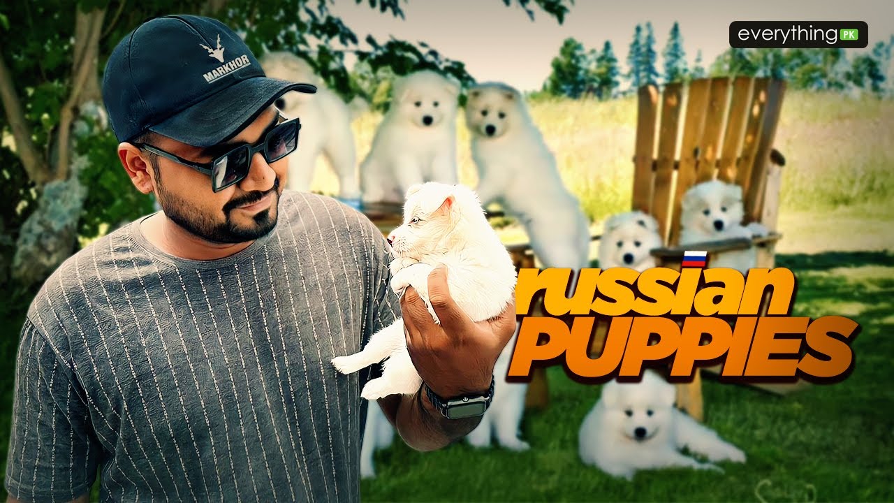 Russian Puppies | Saddar Dog Market | Latest Update 3-9-2023 | Shitzu, Husky, Pitbull, labrador