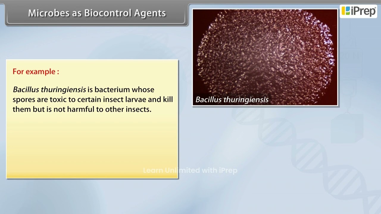 Microbes As Biocontrol Agents| Microbes in Human Welfare | Biology | Class 12th |