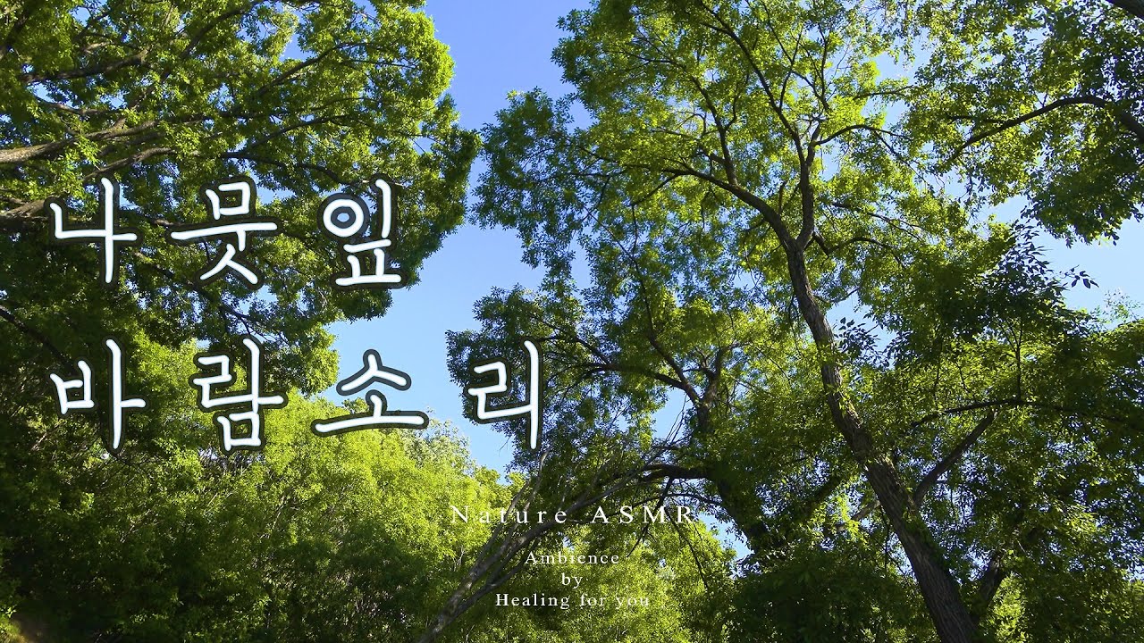 | ASMR 자연의소리 8시간 | 시원한 나뭇잎 바람소리, 선선한 산바람, Cool breeze