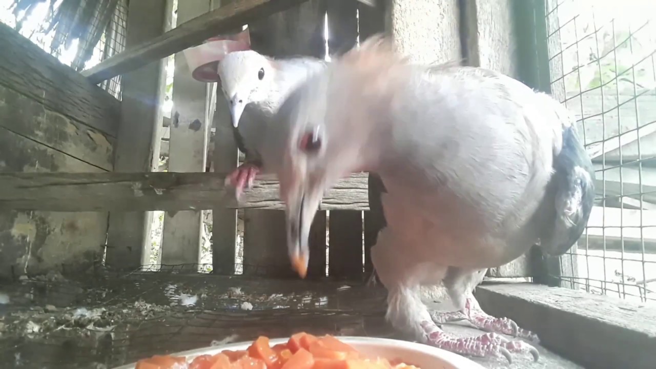 memberi makan pergam dengan pepaya