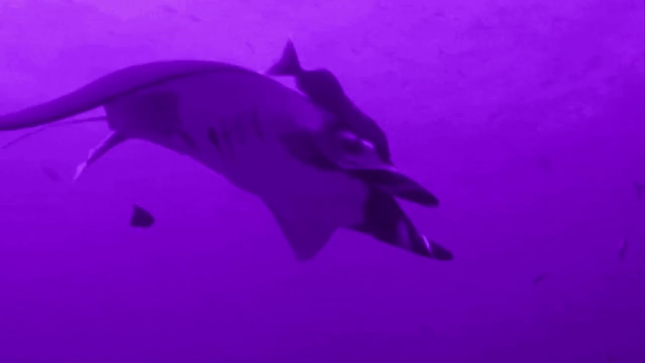 gunna - bottom (slowed x reverb)