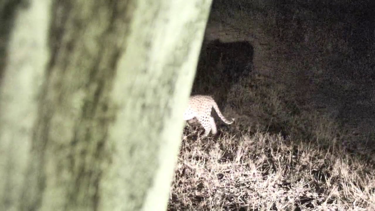 Djuma: Hukumuri male leopard passes by on patrol - 05/27/18