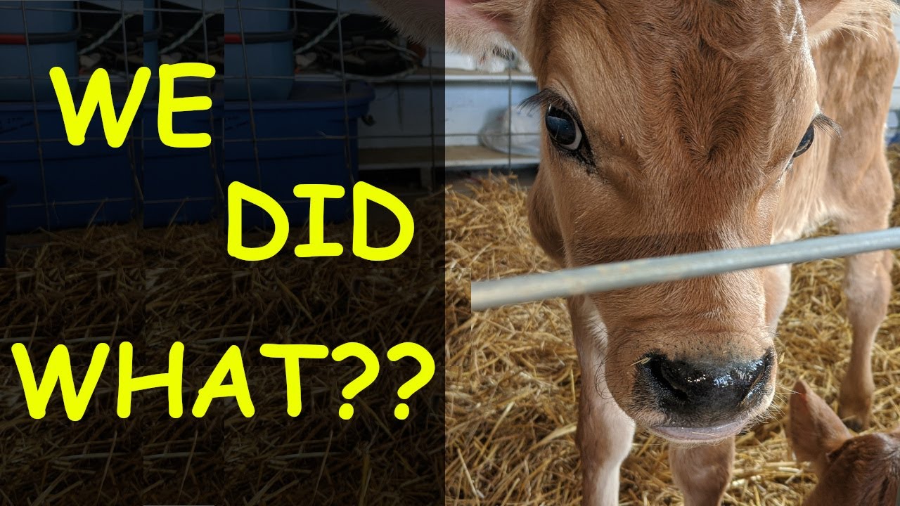 LOOK WHAT WE GOT!!! - 3 Jersey Bull Calves!!!