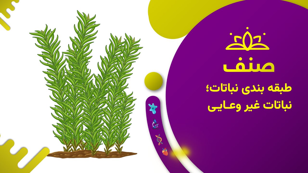 صنف - بیولوژی صنف هشتم- درس ۹: نباتات غیر وعایی