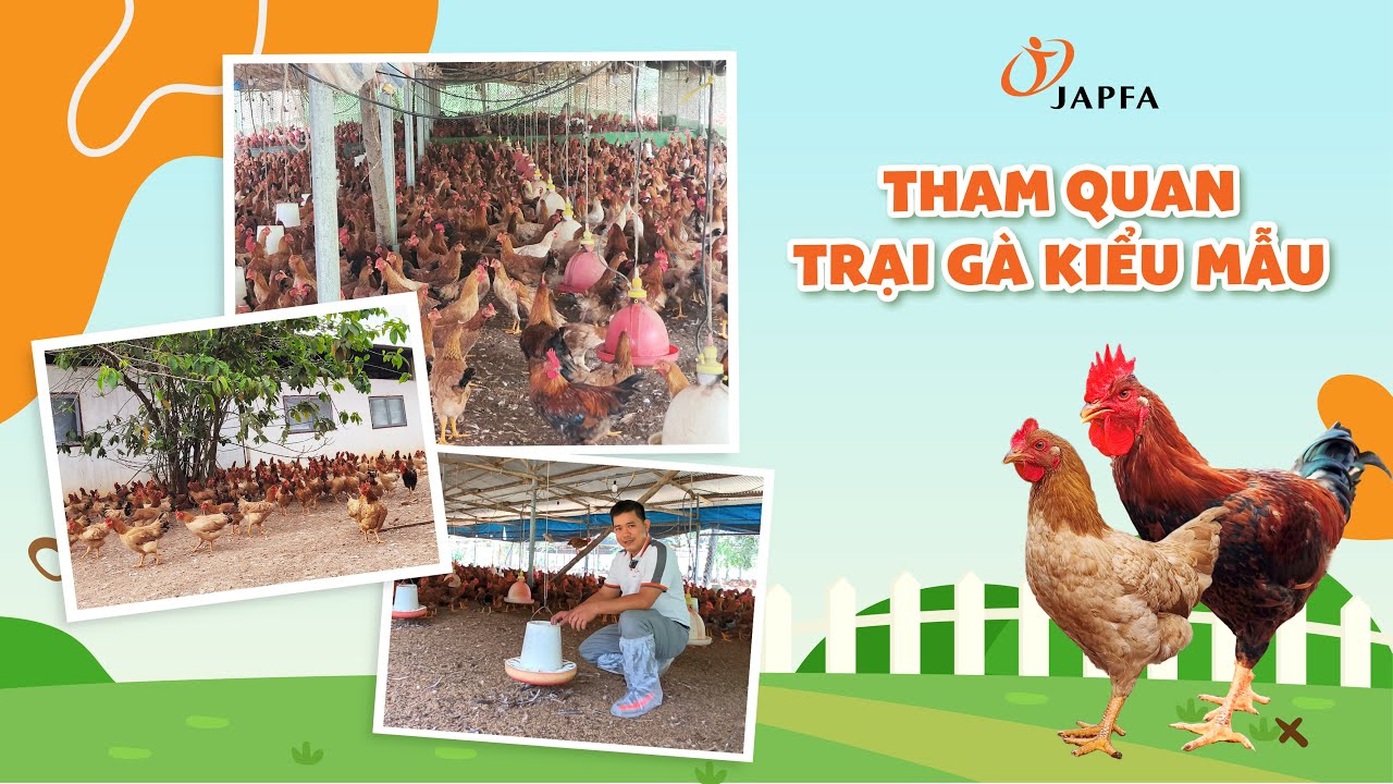 Tham quan trại gà mía thiết kế theo chuồng hở tiêu chuẩn #japfa #channuoiga