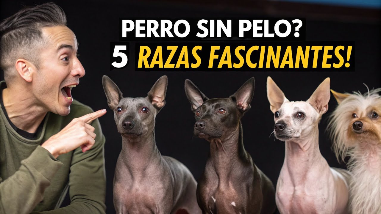 🐶¿Tendrías un perro sin pelo? ¡Mira estas 5 razas fascinantes!🤷‍♂️