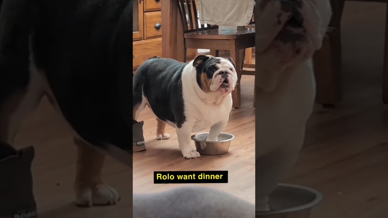 Bulldog throwing a temper tantrum #bulldog  #shorts #dogs #dog #dogshorts #bulldog  #trending