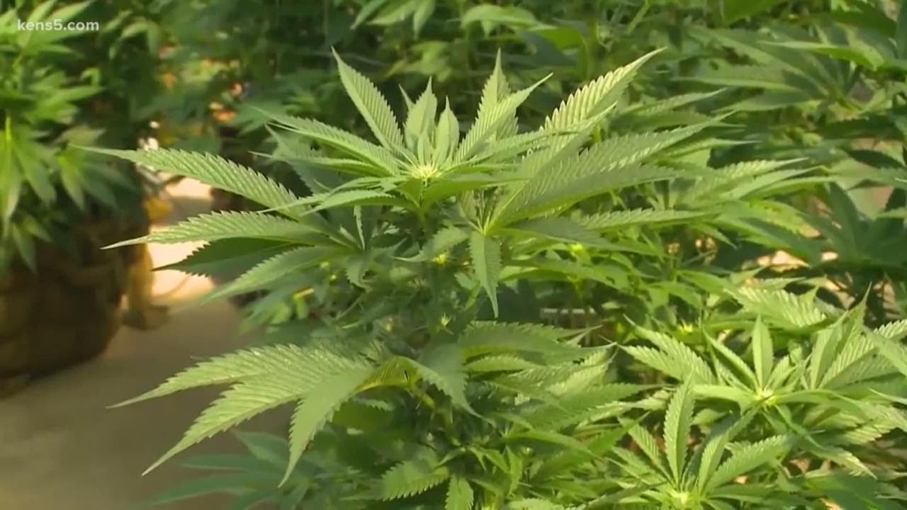 Texas state senator  pushes to legalize cannabis, promising jobs and revenue without raising taxes