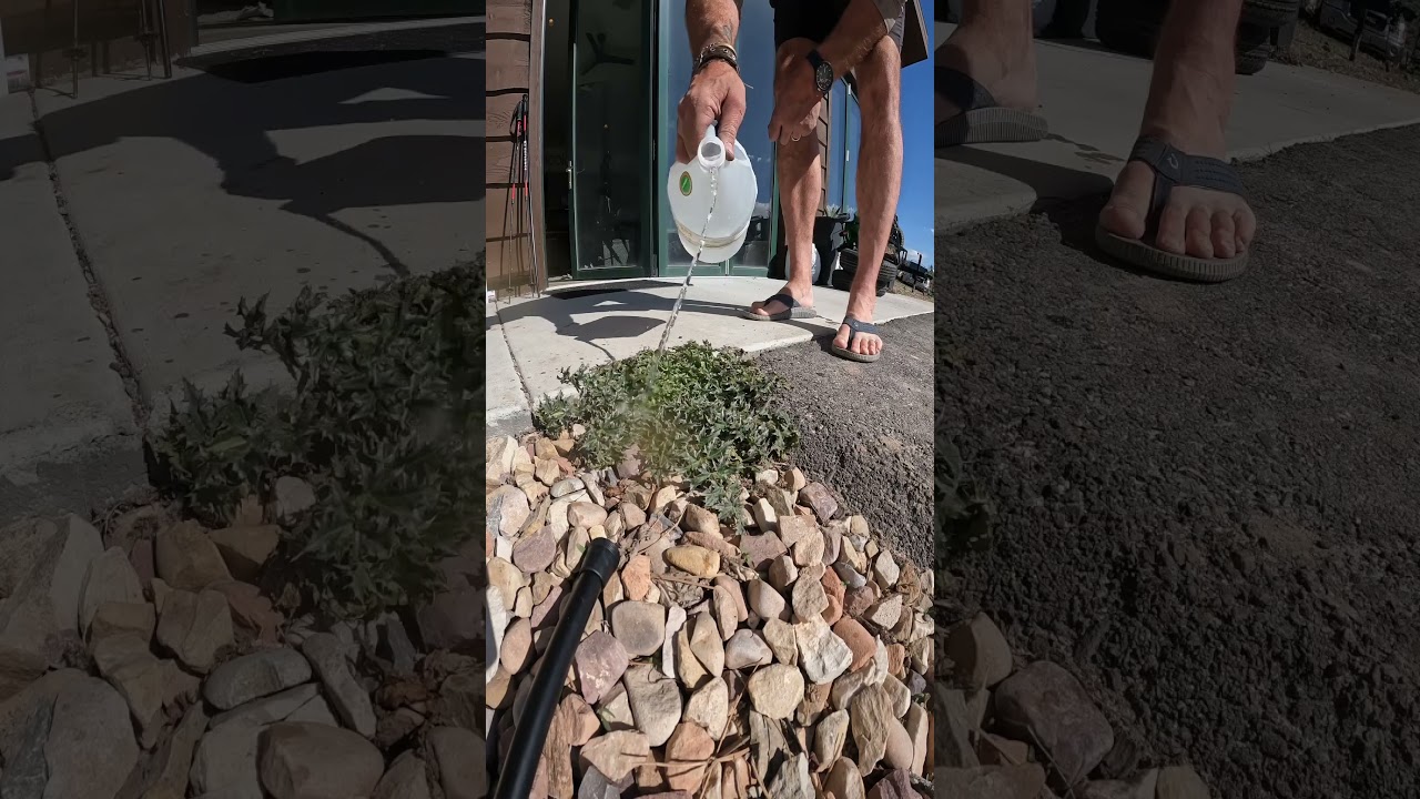 Vinegar for weeds. #lawn #weeds #timelapse #satisfying