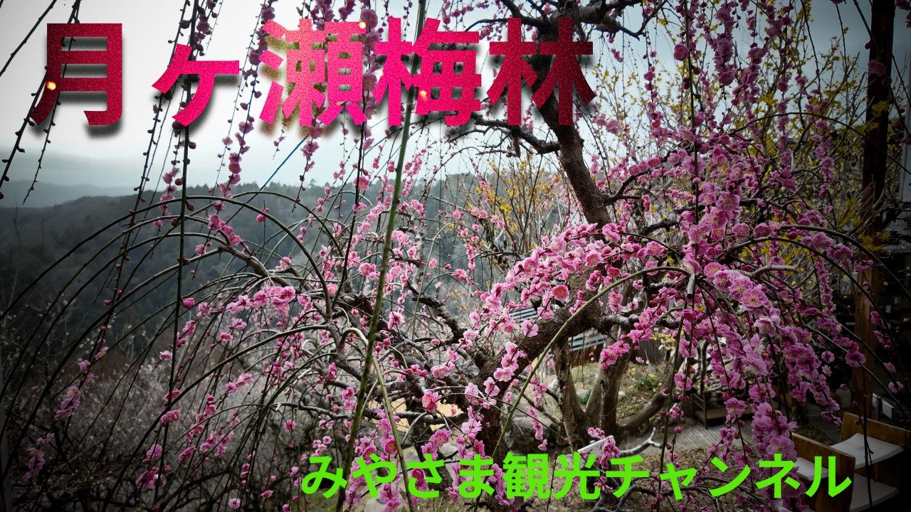 月ヶ瀬梅林2026年2月23日