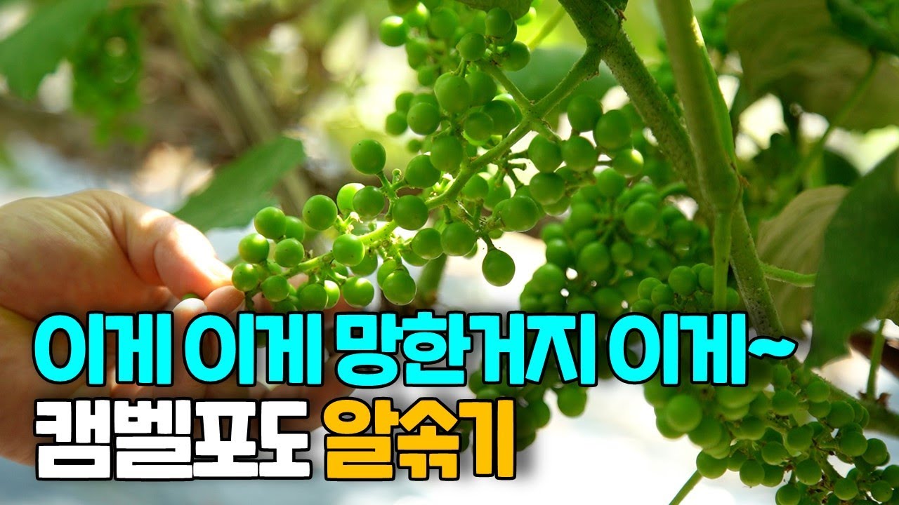 캠벨포도 알솎기 시기입니다~ 포도아빠의 알솎기 실력~!