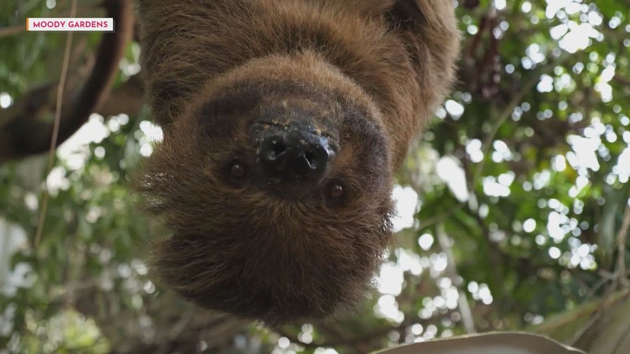 Plan the ultimate spring break getaway for your family at Moody Gardens