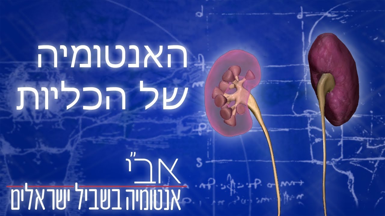 אנטומיה בסיסית של  הכליה