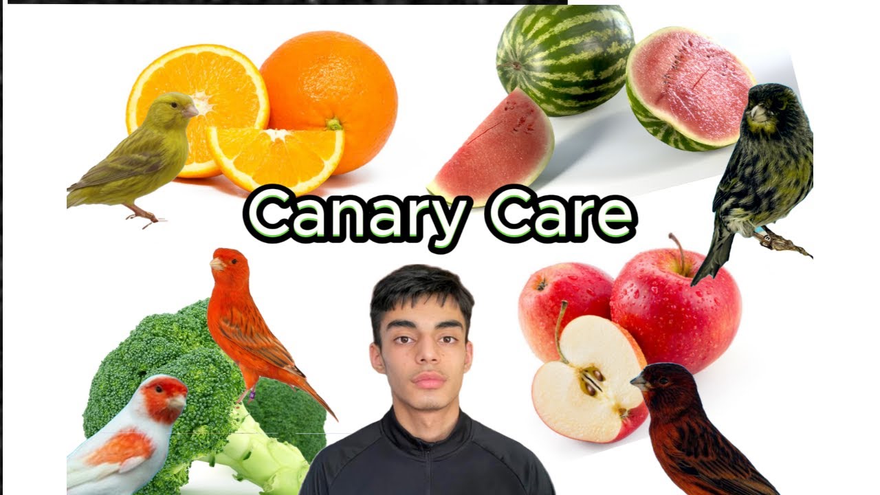 Starter Guide to Canary Care