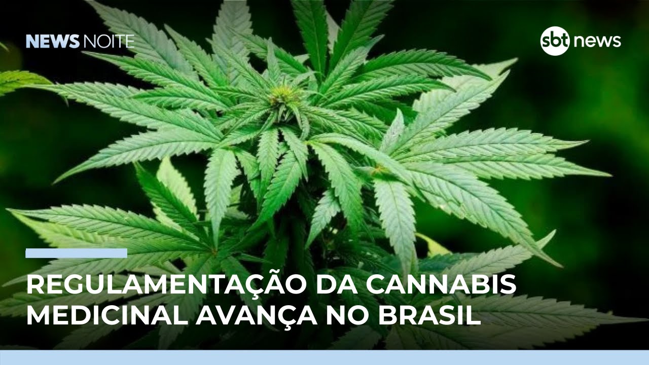 Anvisa apresenta proposta para regulamentar cannabis medicinal | #NewsNoite