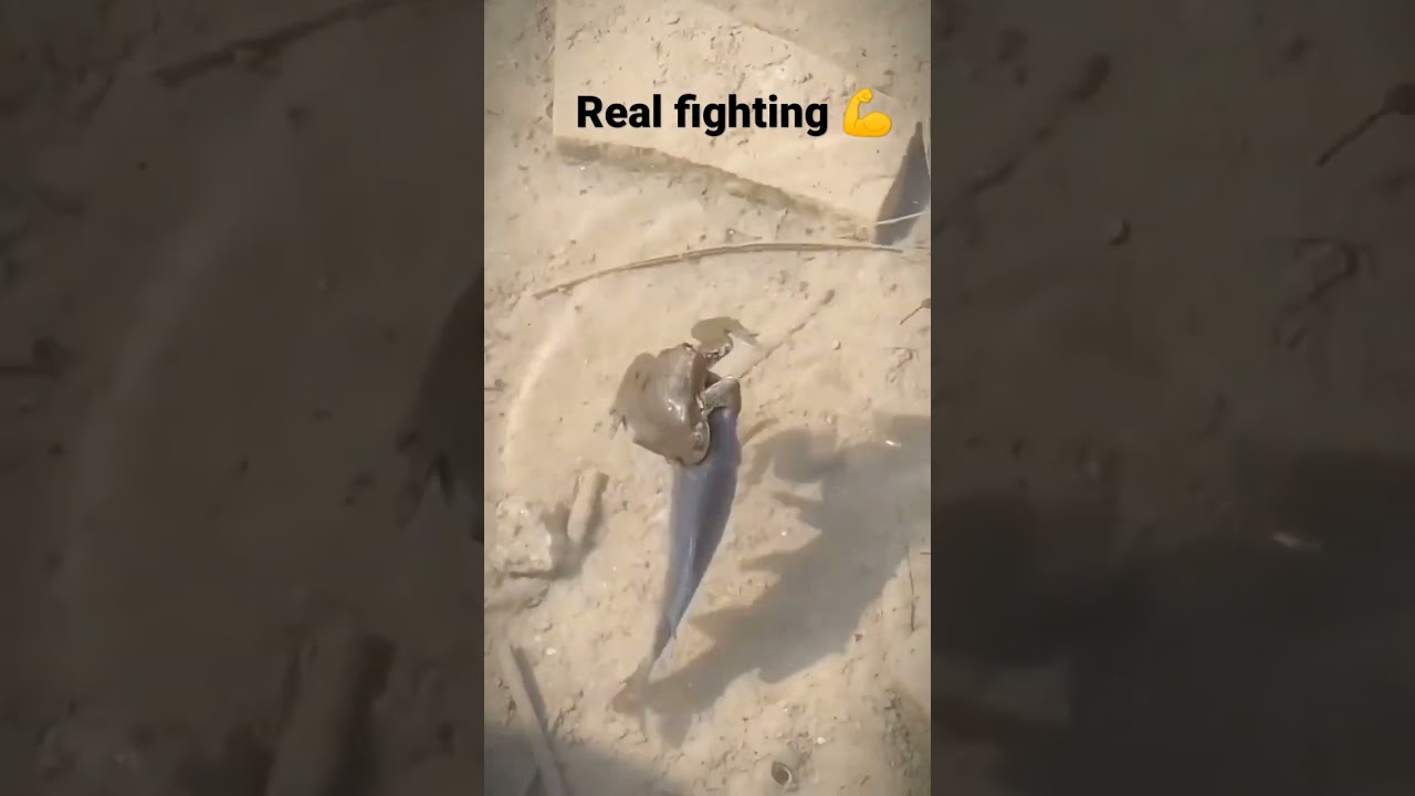 fish vs frog 🐸 real fight #fish #frog