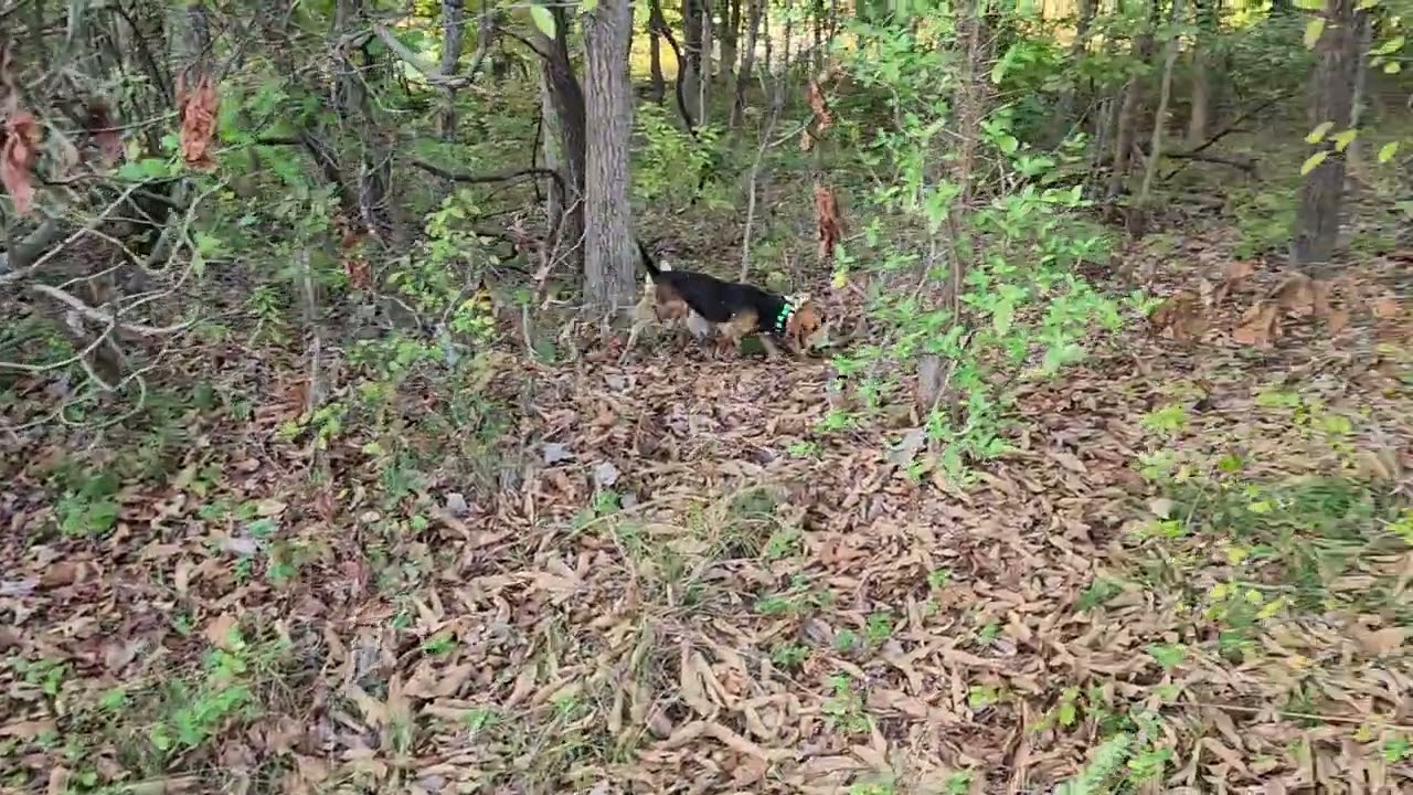 Evening run Penny and DeeDee 10/16/25